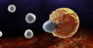 HSC (ang. Hematopoietic Stem Cell) to komórki, z których rozwijają się komórki krwi oraz komórki układu odpornościowego.